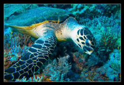 Sea turtle @ Daedalus Reef - (Eretmochelys imbricata) by Christophe Warpelin 